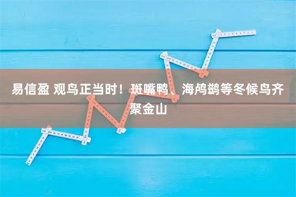 易信盈 观鸟正当时！斑嘴鸭、海鸬鹚等冬候鸟齐聚金山